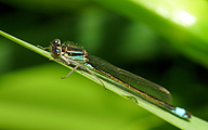 Common Bluetail (Male, Ischnura elegans)